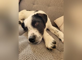 Alisa - Herdenschutz-Mix