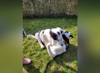 Alisa - Herdenschutz-Mix