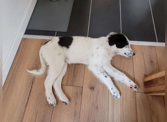 Alisa - Herdenschutz-Mix