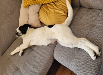 Alisa - Herdenschutz-Mix