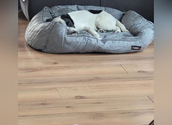 Alisa - Herdenschutz-Mix