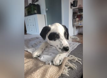 Alisa - Herdenschutz-Mix