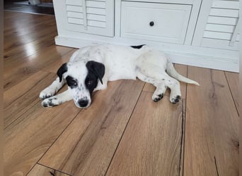 Alisa - Herdenschutz-Mix