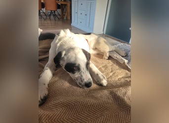 Alisa - Herdenschutz-Mix