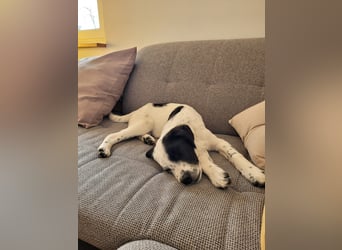 Alisa - Herdenschutz-Mix