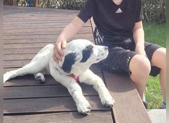 Alisa - Herdenschutz-Mix