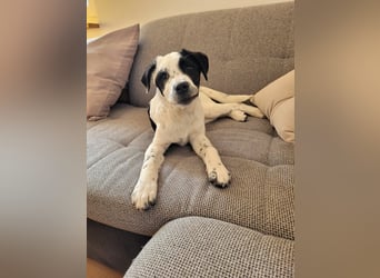 Alisa - Herdenschutz-Mix