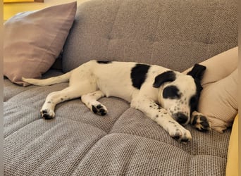 Alisa - Herdenschutz-Mix