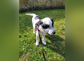 Alisa - Herdenschutz-Mix