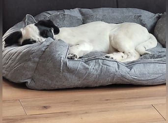 Alisa - Herdenschutz-Mix