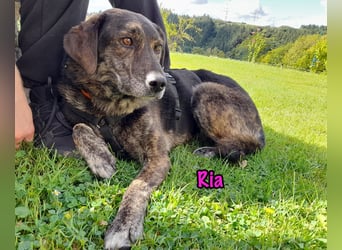 Ria geb. 07/2021 (in Deutschland) - DRINGENDER NOTFALL!