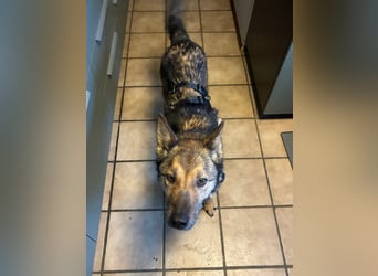 Liv sucht ihr Glück