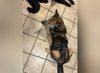 Liv sucht ihr Glück