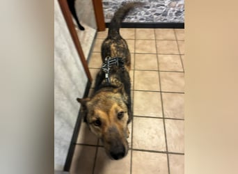 Liv sucht ihr Glück