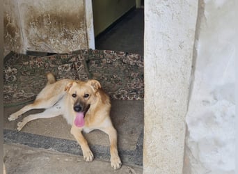 Kygo - ein Traum auf 4 Pfoten