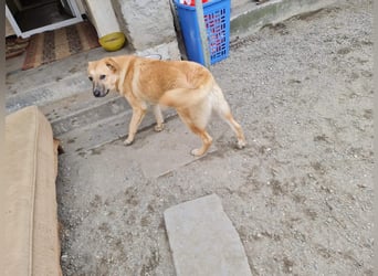 Kygo - ein Traum auf 4 Pfoten