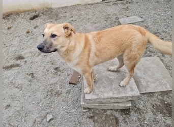 Kygo - ein Traum auf 4 Pfoten