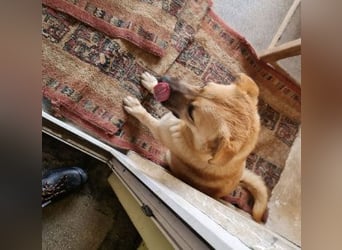 Kygo - ein Traum auf 4 Pfoten