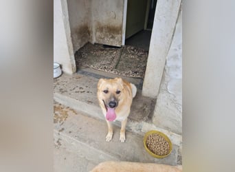 Kygo - ein Traum auf 4 Pfoten