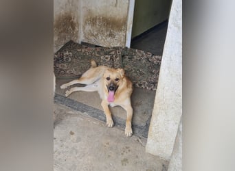 Kygo - ein Traum auf 4 Pfoten