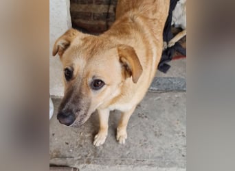 Kygo - ein Traum auf 4 Pfoten