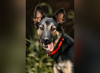 Fröhliche Ajka sucht liebevolles Zuhause