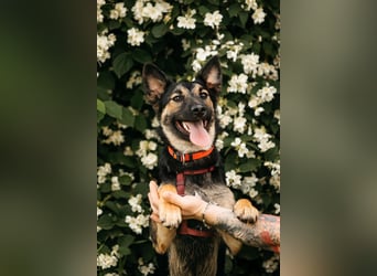 Fröhliche Ajka sucht liebevolles Zuhause