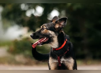 Fröhliche Ajka sucht liebevolles Zuhause