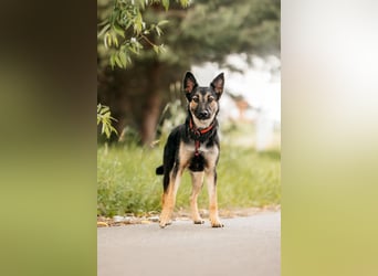 Fröhliche Ajka sucht liebevolles Zuhause