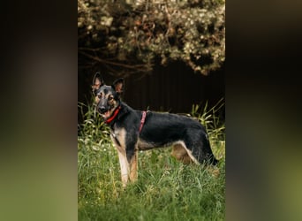 Fröhliche Ajka sucht liebevolles Zuhause