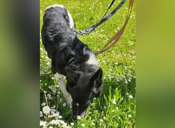 - Sarra wartet in 70619 Stuttgart -