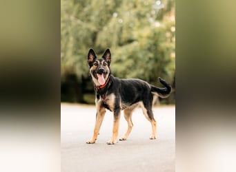 Fröhliche Ajka sucht liebevolles Zuhause