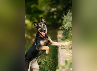 Fröhliche Ajka sucht liebevolles Zuhause