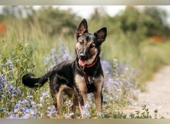 Fröhliche Ajka sucht liebevolles Zuhause