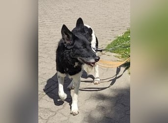 - Sarra wartet in 70619 Stuttgart -