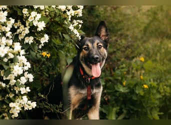 Fröhliche Ajka sucht liebevolles Zuhause