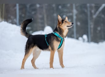 Fröhlicher Nordik sucht sein Zuhause