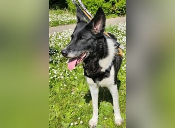 - Sarra wartet in 70619 Stuttgart -