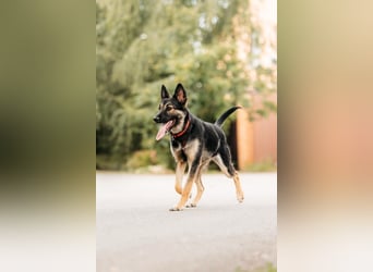 Fröhliche Ajka sucht liebevolles Zuhause