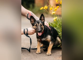 Fröhliche Ajka sucht liebevolles Zuhause