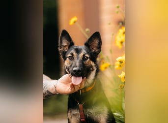 Fröhliche Ajka sucht liebevolles Zuhause
