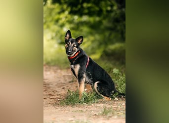 Fröhliche Ajka sucht liebevolles Zuhause