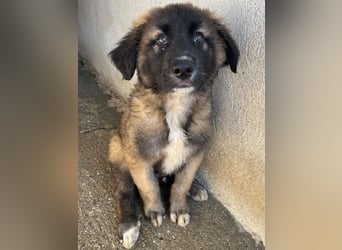 Mickey, geb. ca. 03/2026 , lebt in GRIECHENLAND, im städt. Tierheim Serres