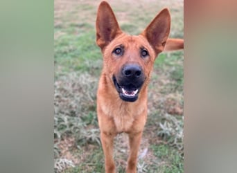 Zylo, geb. ca. 10/2024, lebt in GRIECHENLAND, im städt. Tierheim Serres