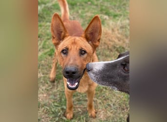 Zylo, geb. ca. 10/2024, lebt in GRIECHENLAND, im städt. Tierheim Serres