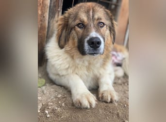 Fellnando, geb. ca. 04/2025, lebt in GRIECHENLAND, auf einer privaten Pflegestelle