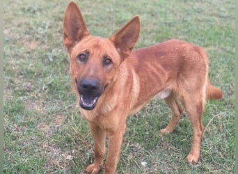 Zylo, geb. ca. 10/2024, lebt in GRIECHENLAND, im städt. Tierheim Serres