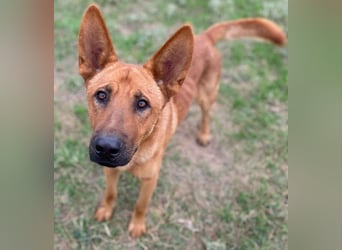 Zylo, geb. ca. 10/2024, lebt in GRIECHENLAND, im städt. Tierheim Serres