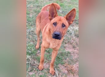 Zylo, geb. ca. 10/2024, lebt in GRIECHENLAND, im städt. Tierheim Serres