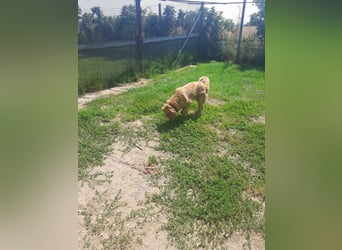 Simba - Unglücksrabe (auf Pflegestelle in Schleswig Holstein)